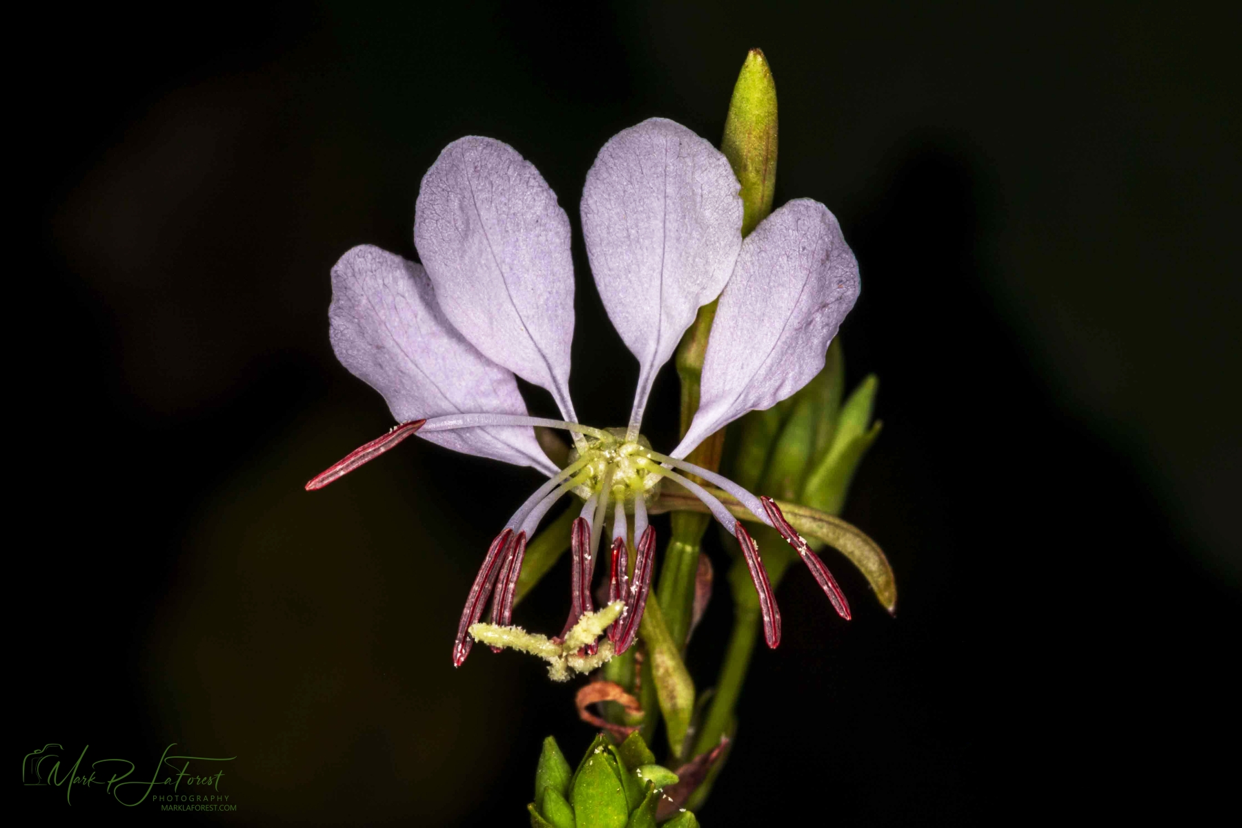 Drummonds Gaura, Austin, Texas